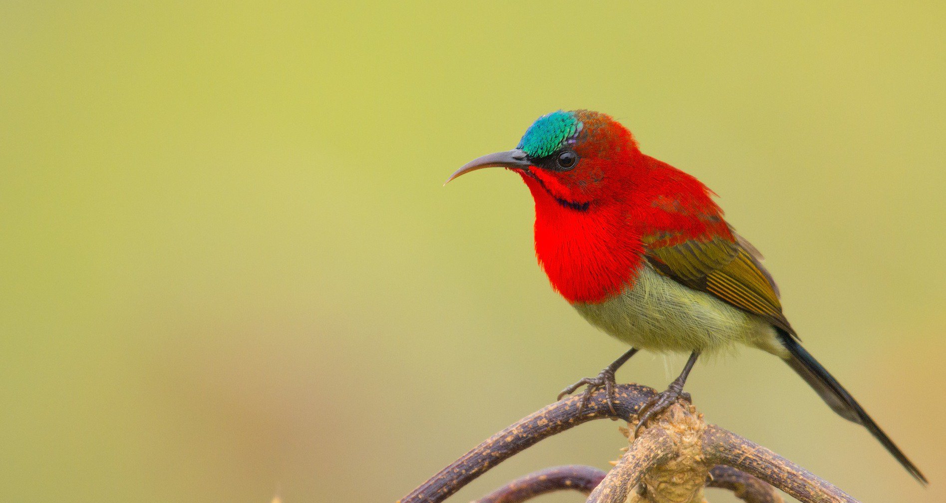 Crimson Sunbird