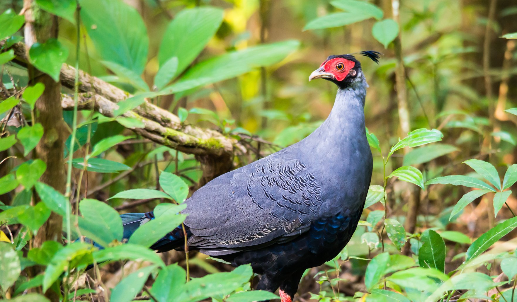 Siamese Fireback