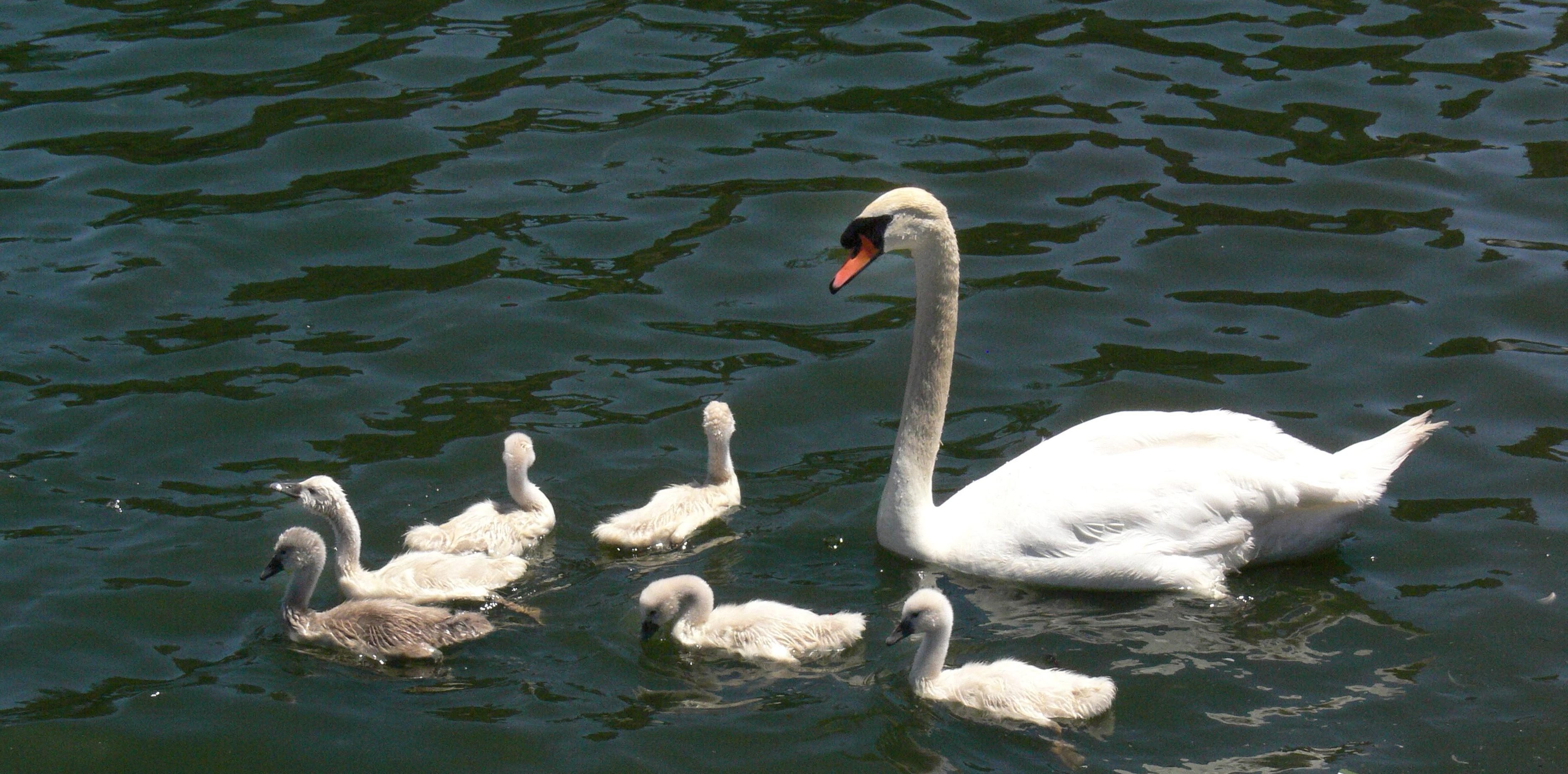 mute-swans.jpg