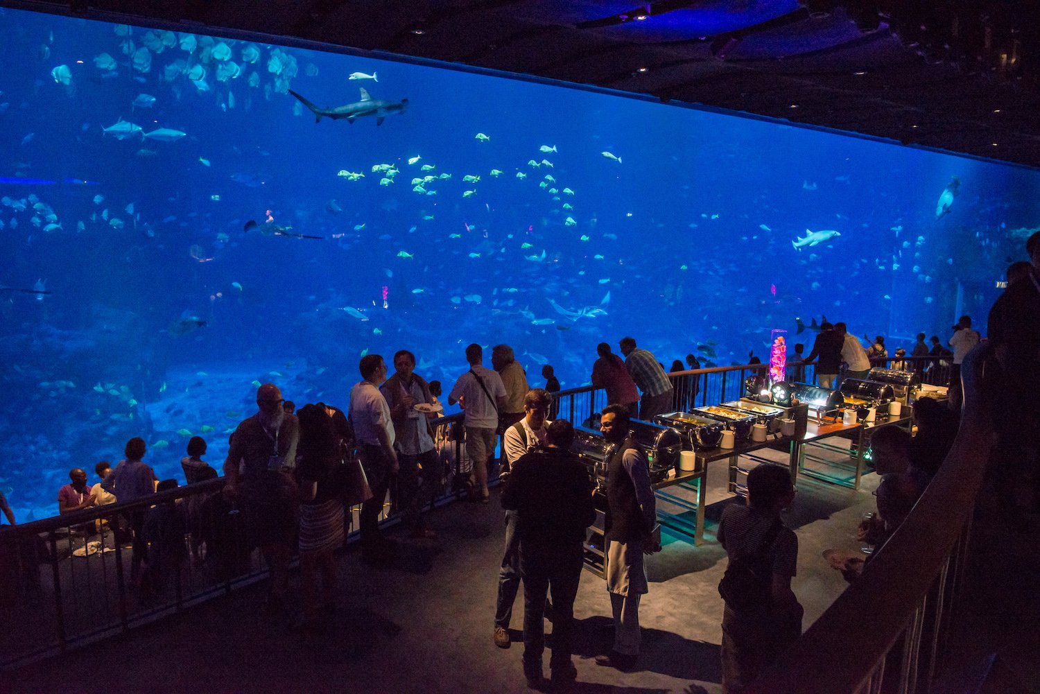 IETF 100 Social event at S.E.A Aquarium, hosted by Cisco.